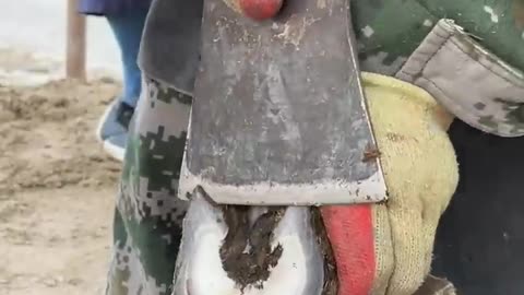 Super hard donkey hoof, no matter how sharp a knife is, it is difficult to cut!#Shorts
