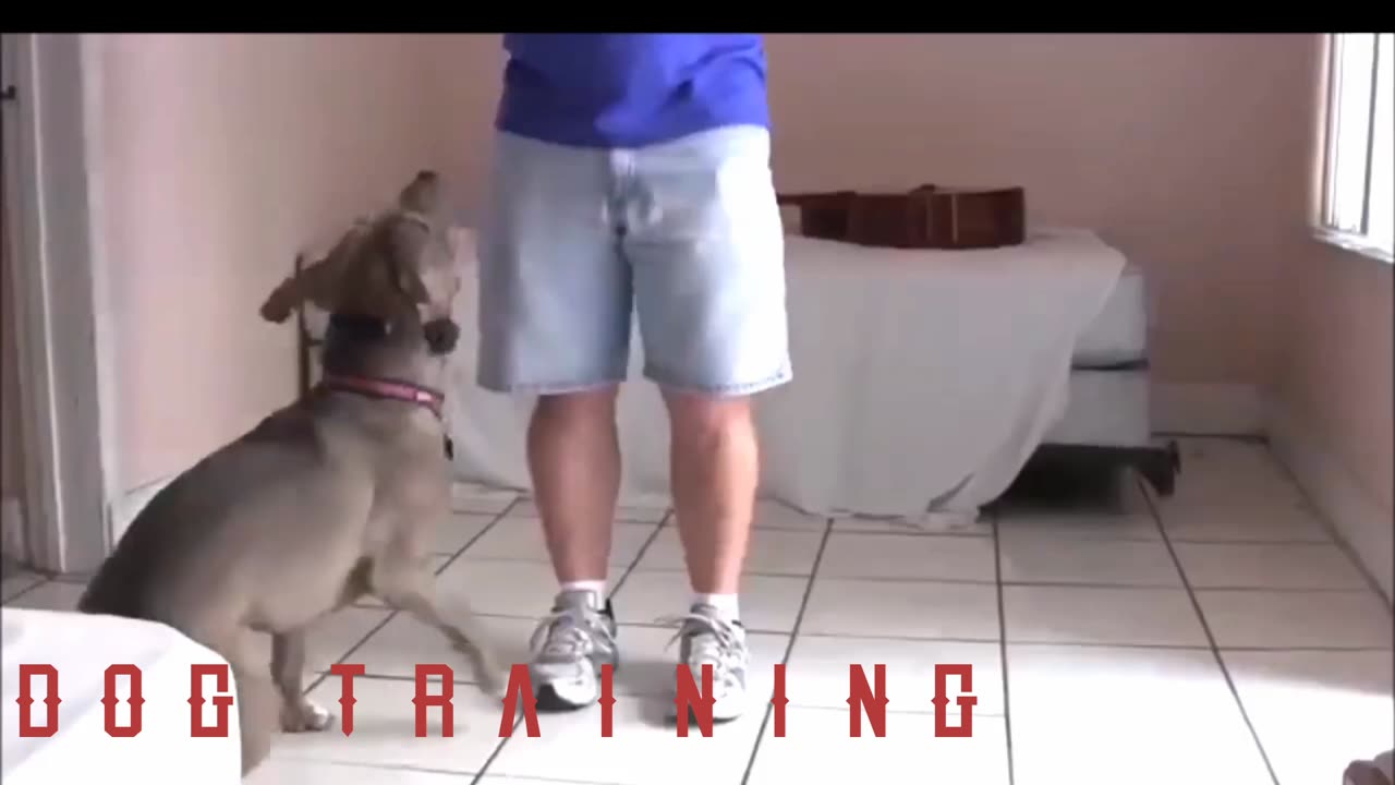 Dog training Video 1