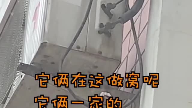 FUNNY CAT