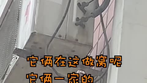 FUNNY CAT
