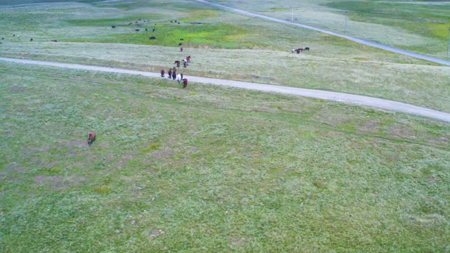 Prairie horses