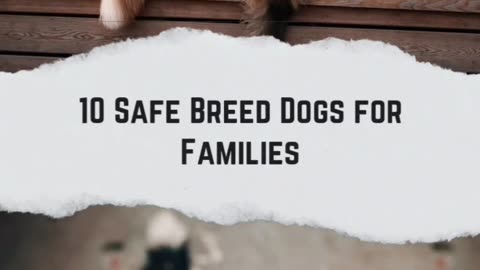 Safe Breed Dogs For Families 🔥🔥