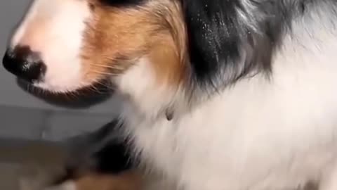 Funny Dog