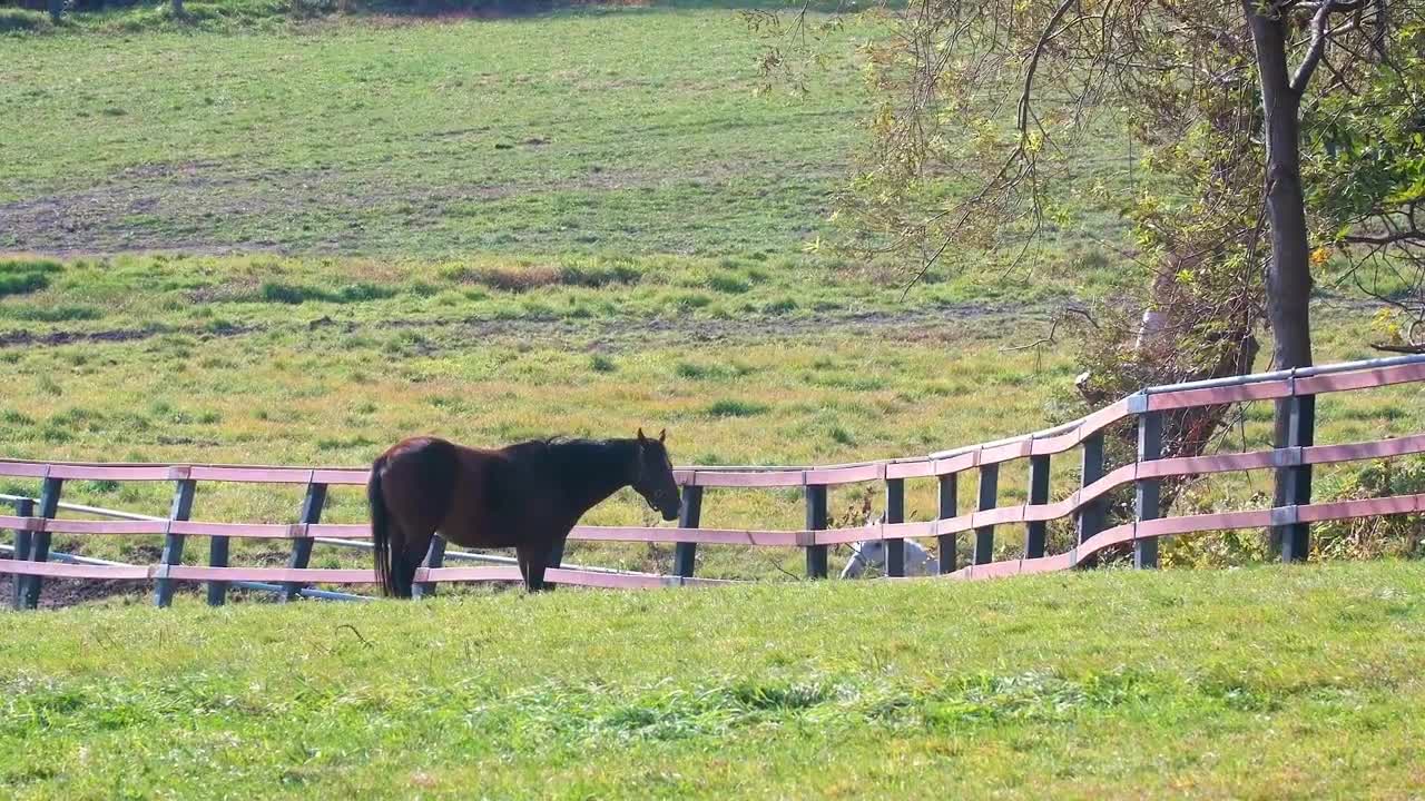 5 MINUTES of BEAUTIFUL THOROUGHBRED HORSES