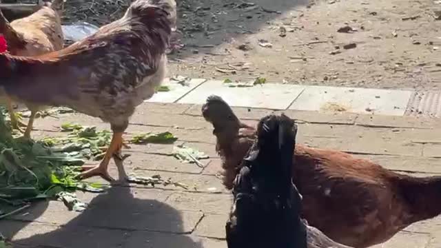 Hens