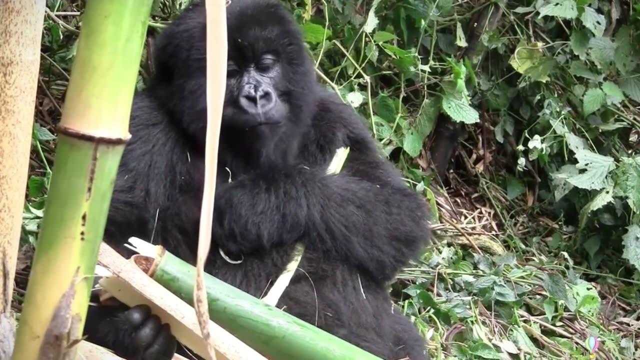 Gorilla eats bamboo and can grow so strong even if they are vegetarian