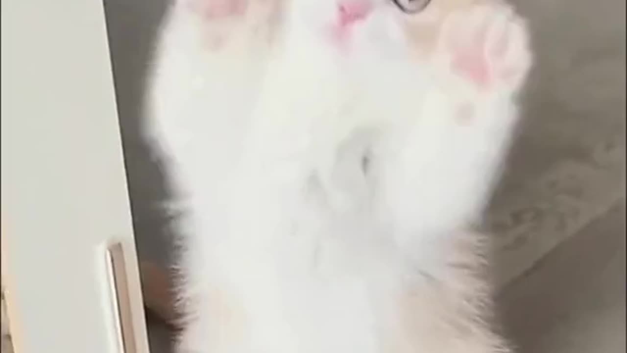 Funniest Animals 2023 😂 Cute baby Cat #3