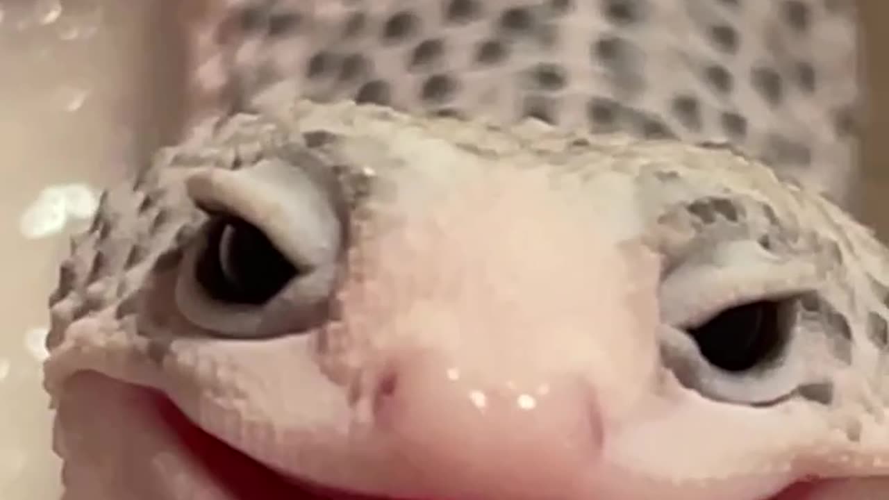 How happy little leopard gecko