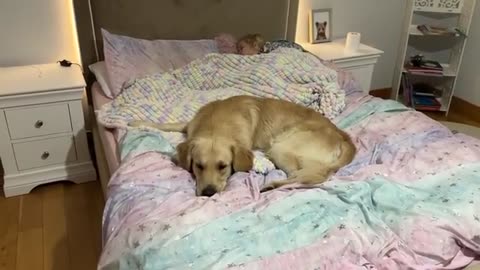 Golden Retriever Never Leaves Her Side! He Guards Sleeping Baby! (Cutest Ever!!)