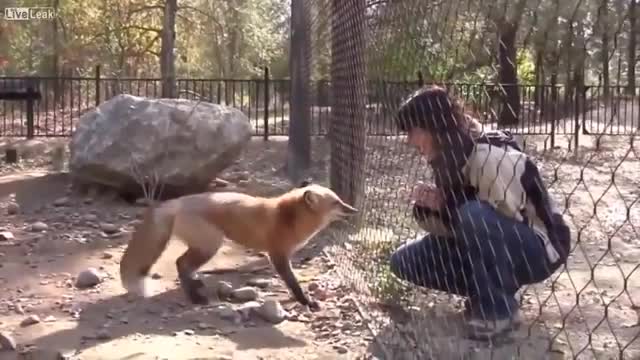 Have fun with this video with funny animals.