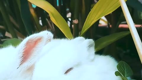 funny animals rabbits