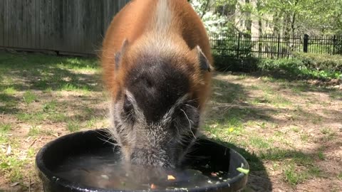 Animal Enrichment at the Smithsonian's National Zoo and Conservation Biology Institute