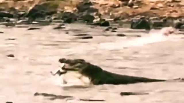 Crocodile Attack On Gazelle while crossing river.