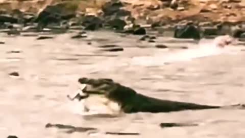 Crocodile Attack On Gazelle while crossing river.