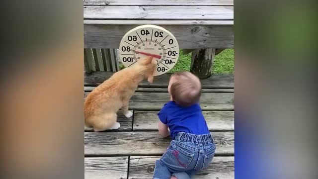 baby and pets