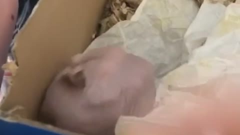 Check your hamsters before you put them in a shoe box to bury them