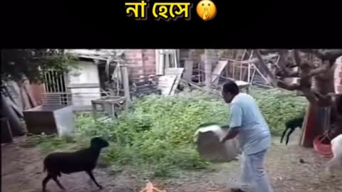 Goat & man funny vedio