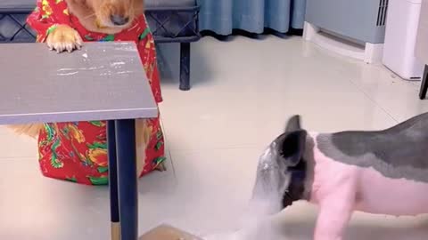 Clever Dog: The Funniest Dogs You've Ever Seen