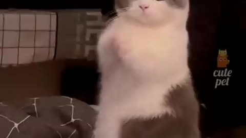 Sigma 🐈 cat