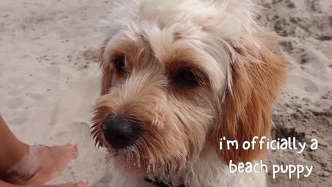Puppy Growing from 8 Weeks to 1 Year _ Cavapoo Puppy