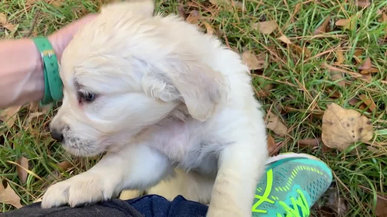 Thunder (royal blue) and Louie (light blue) (1)