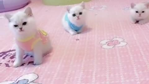 OMG So Cute Cats ♥ Best Funny Cat ❤️🐈Videos 2021 #shorts