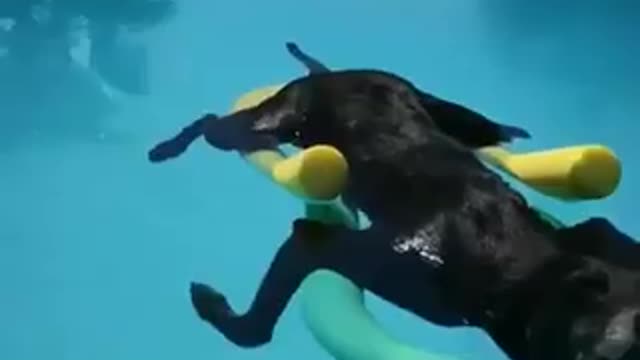 This dog thinks he is in spa