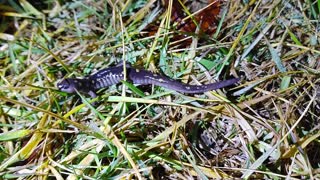 Spotted Salamander