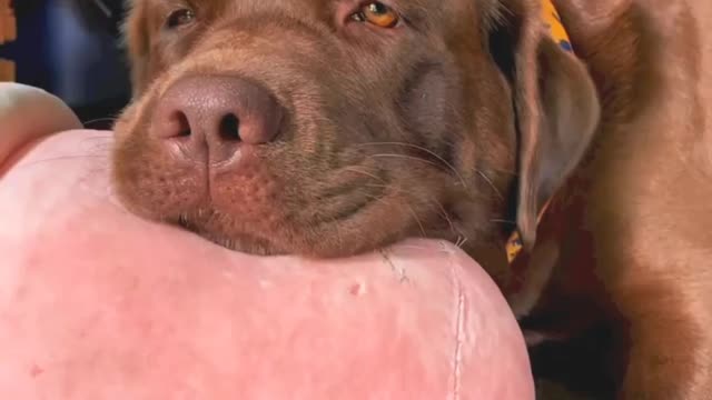 Sad Dog's video 😥😥😭