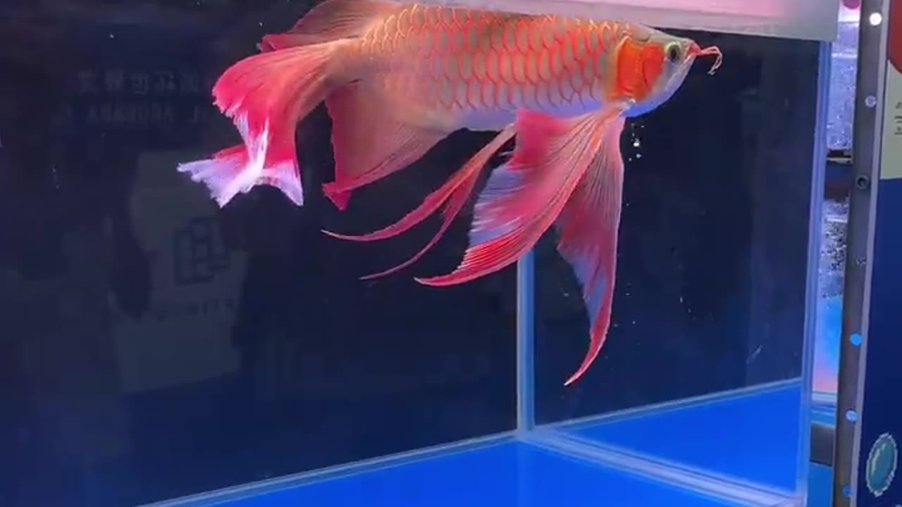 Dragonfish! Arowana World Championship 2023. | Aquarium Co-Op | Aquarium Co-Op · Original audio