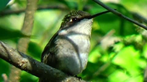 Hummingbird