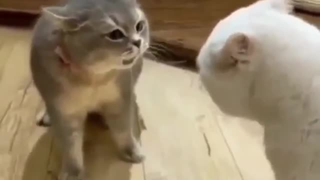 So Funny Angry cat🤣🤣