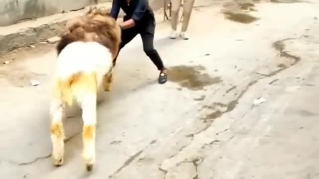 beautiful bakra #shorts #new #funny #trendingvideo #comedy #tiktok #eidmubarak #eidspecial