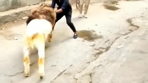 beautiful bakra #shorts #new #funny #trendingvideo #comedy #tiktok #eidmubarak #eidspecial