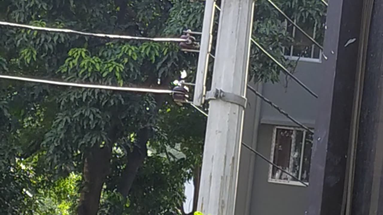 What did the bird do sitting on the current wire