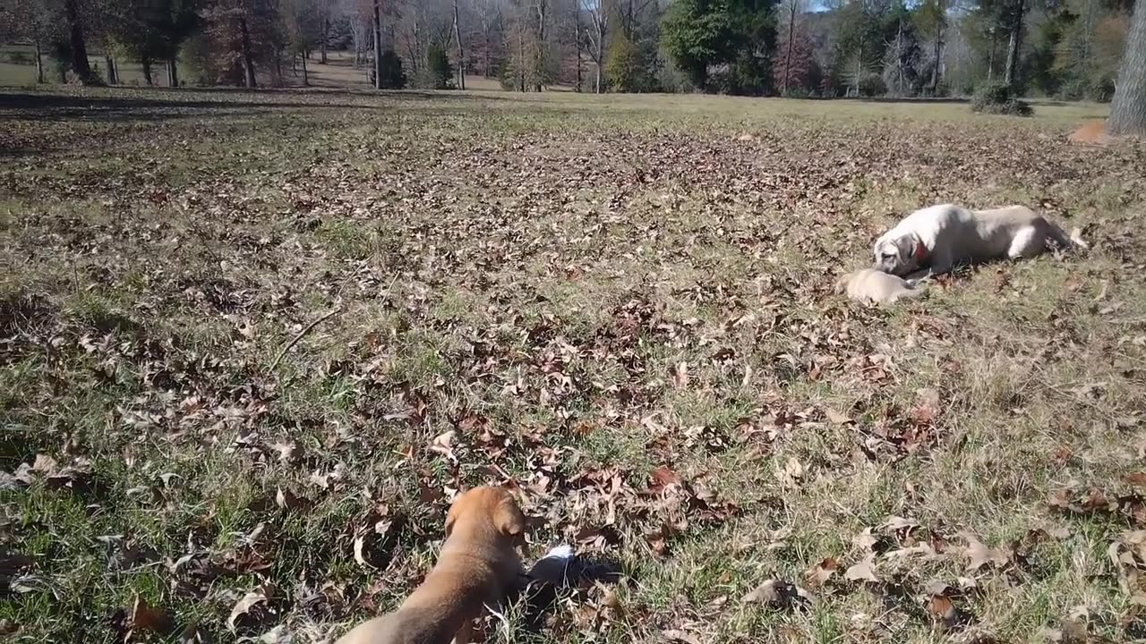 Anatolian Pasture Puppies