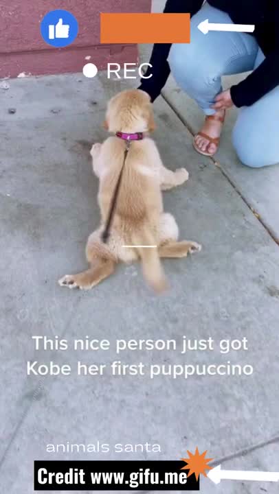 cute golden retriever