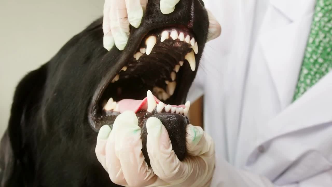 Doctor examining dark retriever dog