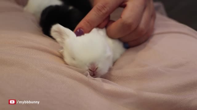 Twin Baby Bunnies Want to be Held