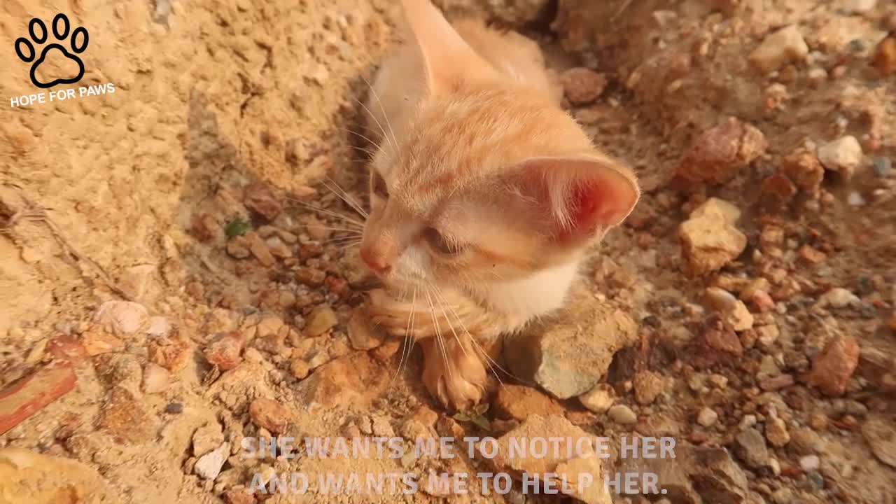 The Kitten Constantly Stops Eating