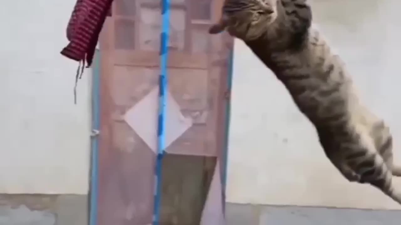 Funny cats