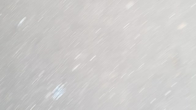 Birds flying over park