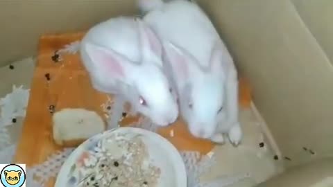 Funny Dog Videos 2022 - Animal Funny Video _ Cute Rabbit _ 2022