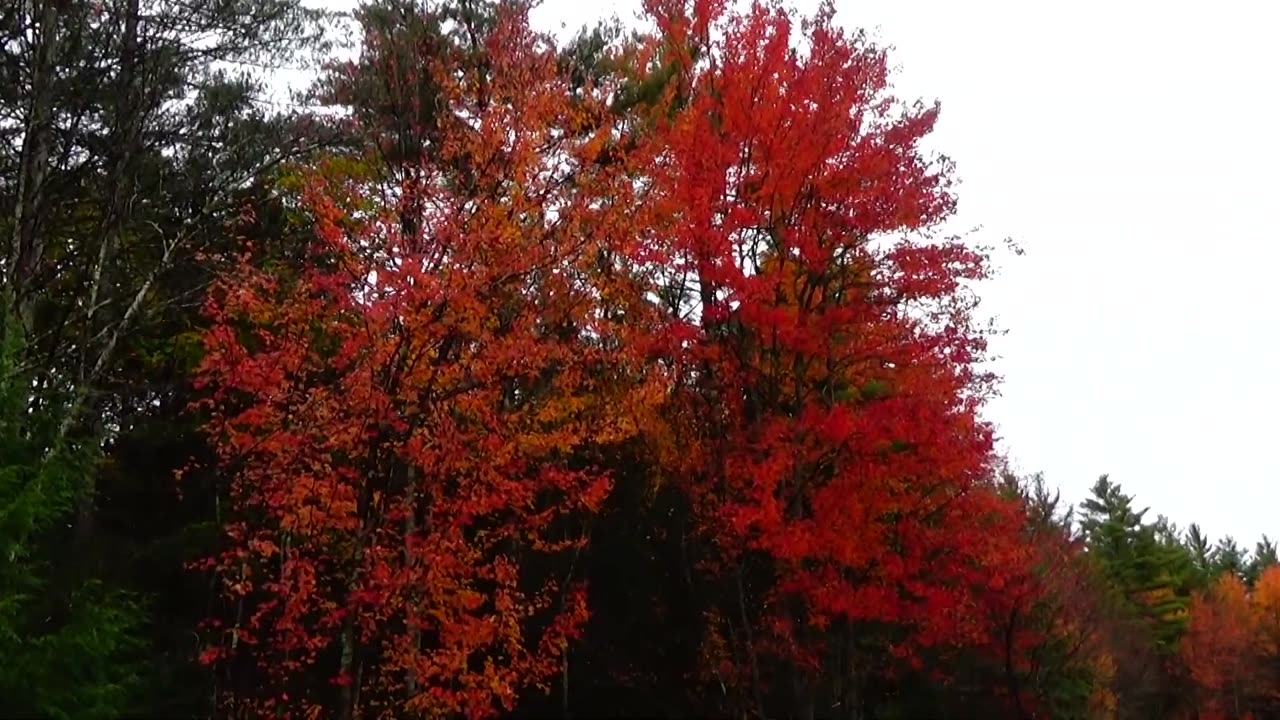 Fall Foliage