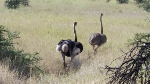 High-Speed Chase: Three Cheetahs Pursue Ostrich in a Thrilling Hunt