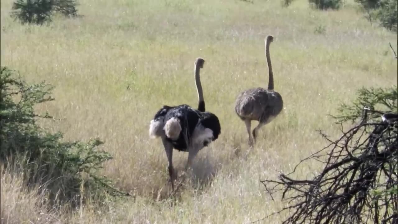 High-Speed Chase: Three Cheetahs Pursue Ostrich in a Thrilling Hunt