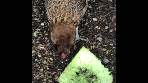 Chicken enjoys even the last of the watermelon