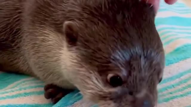 Otter's daily life