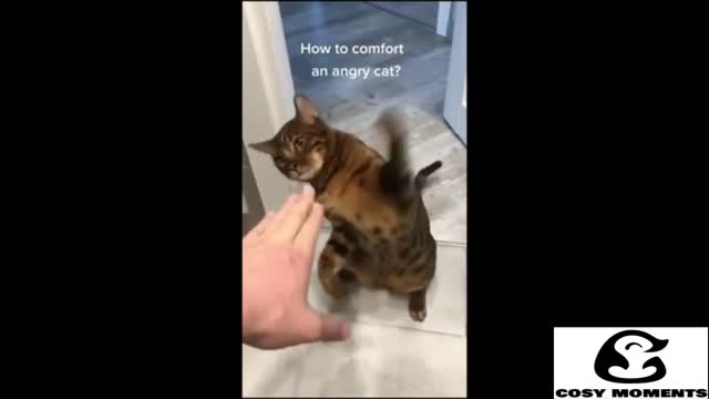 FUNNY CATS CAUGHT ON CAMERA! TRY NOT TO LAUGH