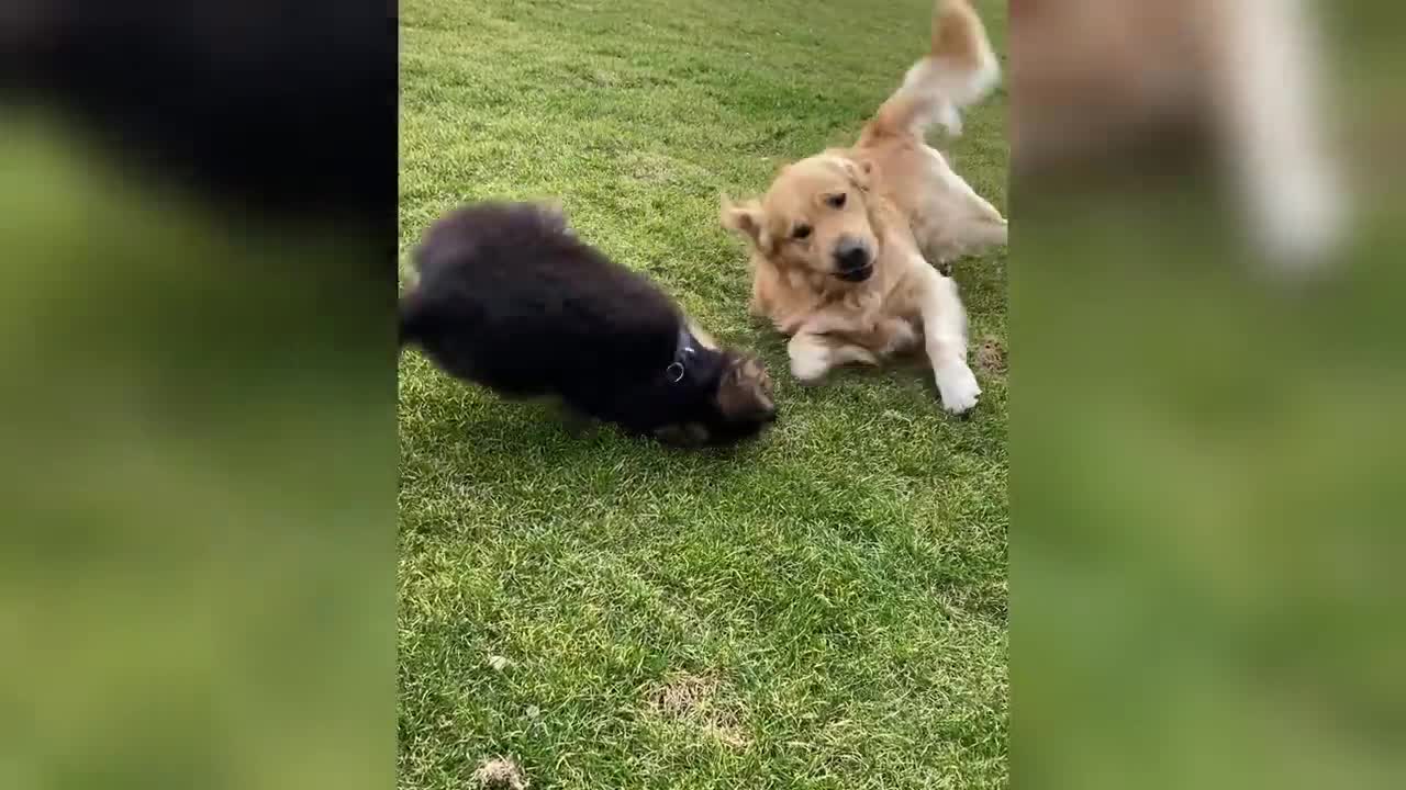 This is why we got a new German Shepherd Puppy